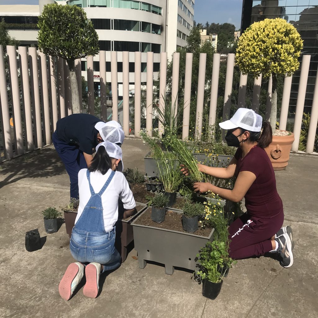 Huertos en hospitales: Sembrando salud, sanando vidas 1 IMG 9426