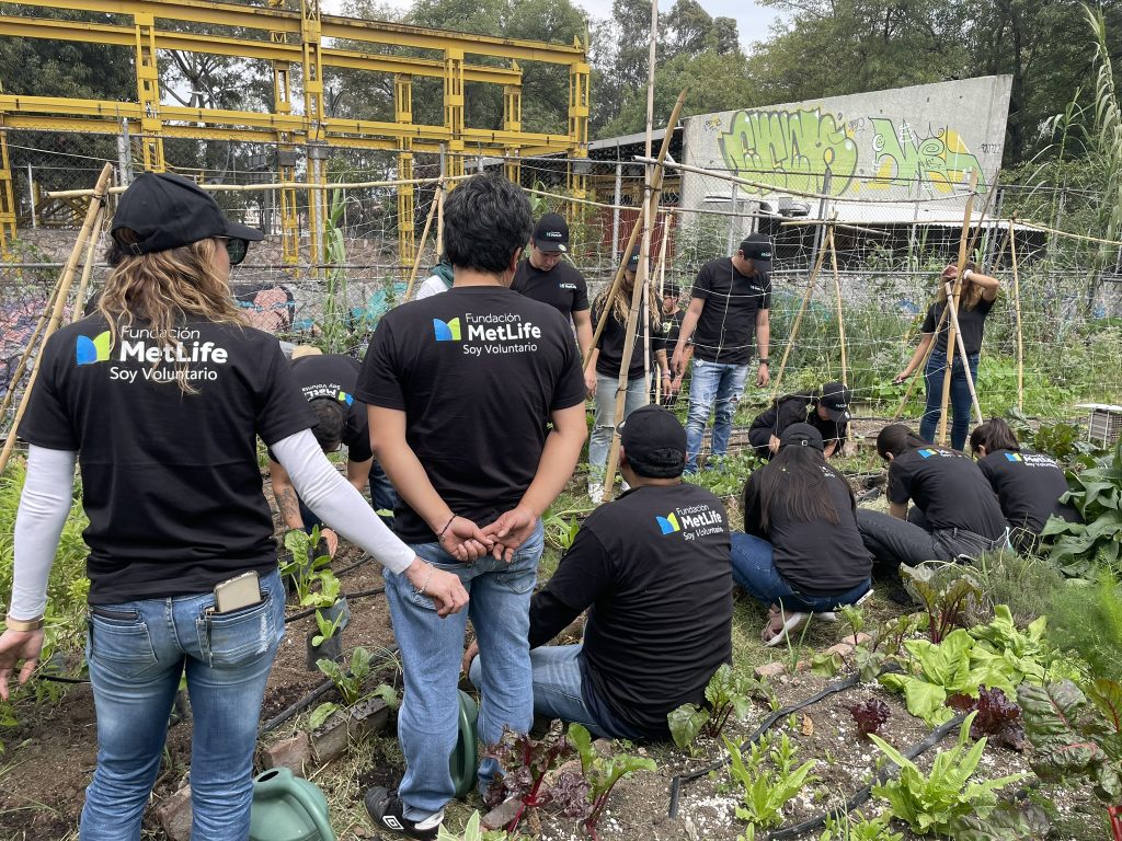 Cultivar equipos, cultivar futuro: El poder del Team Building en huertos urbanos 3 C2A7365D C70C 4B1C 993D 880F619CADEA 1 102 o