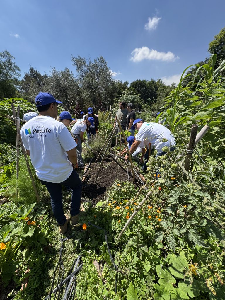 Cultivar equipos, cultivar futuro: El poder del Team Building en huertos urbanos 2 IMG 9446